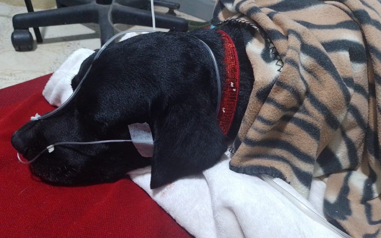 Rescate aéreo de un héroe canino y su guía