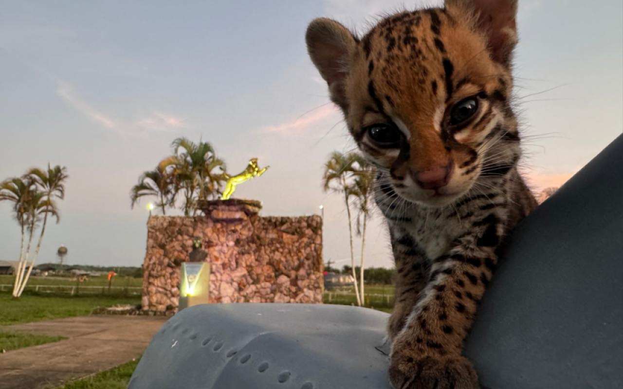 Exitosa misión de rescate y traslado de un Ocelote en el suroriente del país