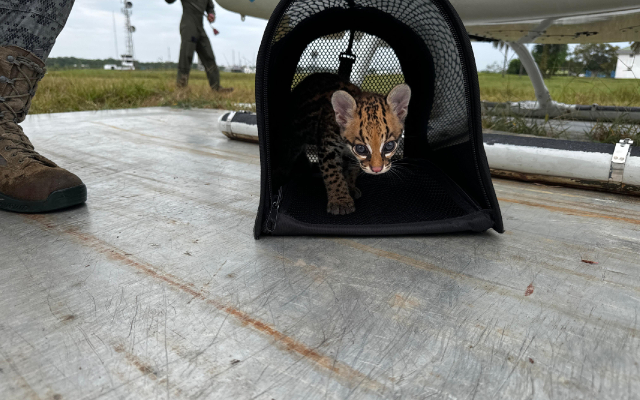 Exitosa misión de rescate y traslado de un Ocelote en el suroriente del país