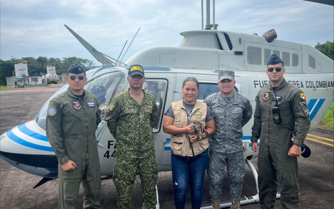 Exitosa misión de rescate y traslado de un Ocelote en el suroriente del país