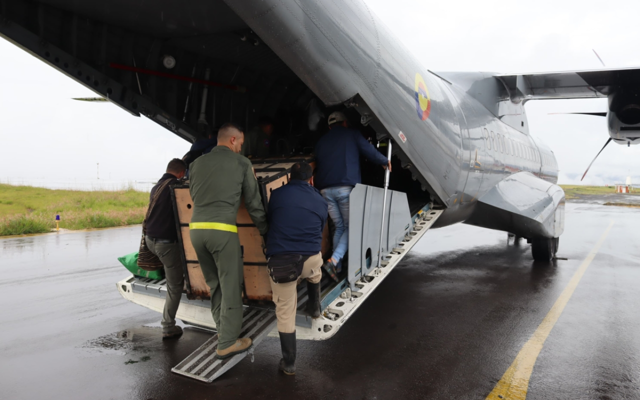 Dos osos andinos fueron trasladados en aeronave de la Fuerza Aeroespacial Colombiana desde Pasto hasta Bogotá