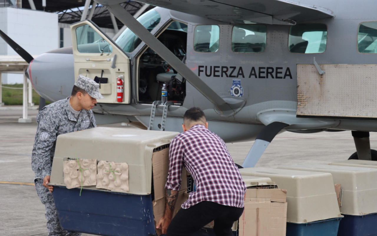Especies víctimas de tráfico ilegal, fueron transportadas a un nuevo hogar por su Fuerza Aeroespacial