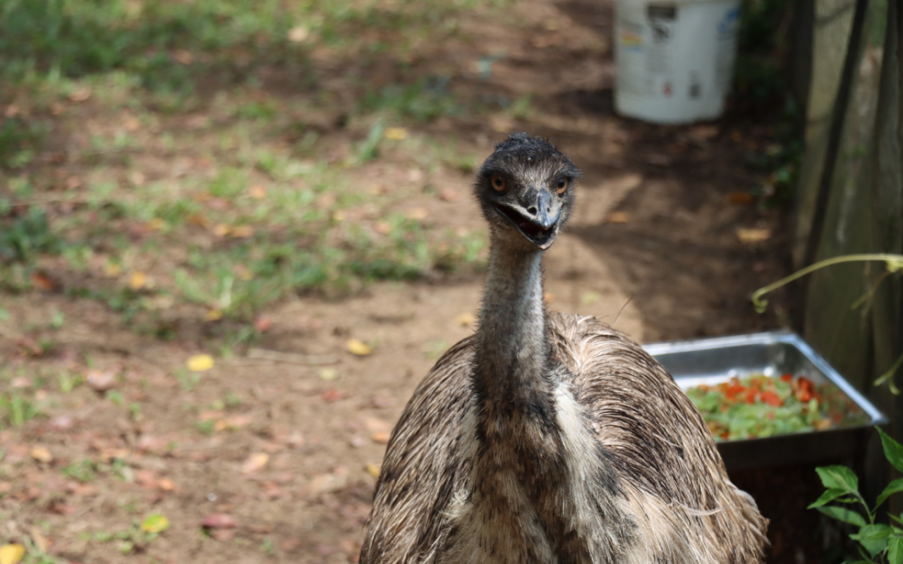 Emú macho fue trasladado por su Fuerza Aérea desde Cali, hasta su nuevo hogar en Melgar, Tolima