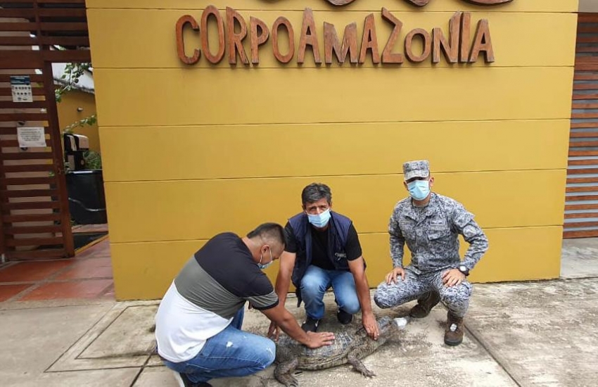 Caimán negro fue rescatado  por personal militar de su Fuerza Aérea en el Amazonas