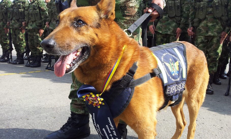 Patrullaje canino en Madrid, Cundinamarca 