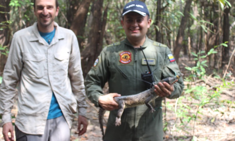 El Grupo Aéreo del Oriente participó en la liberación de 21 caimanes en el Parque Nacional el Tuparro