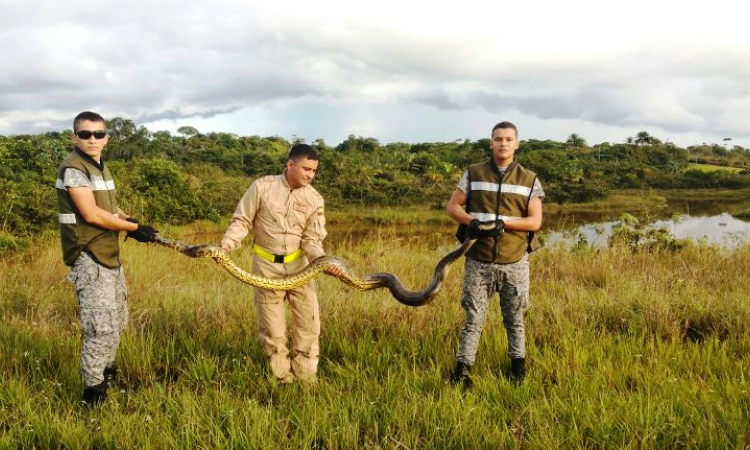 Serpiente es recuperada y liberada por la Fuerza Aérea en el Caquetá