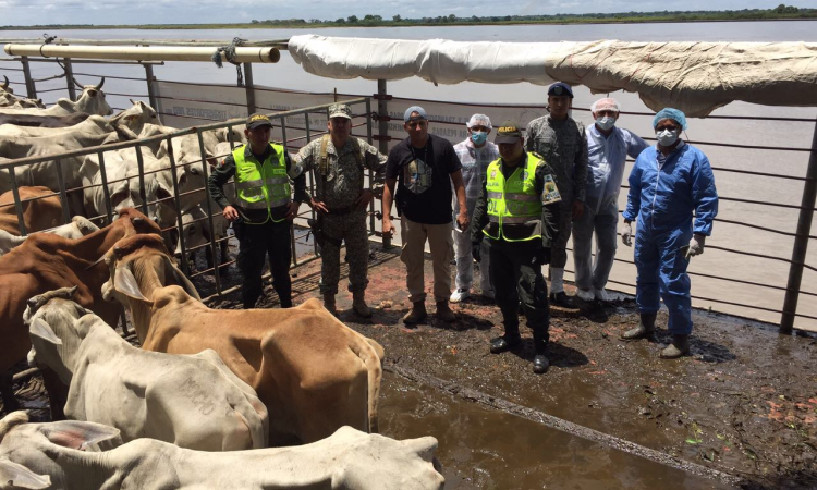 Fuerzas Militares y Policía Nacional incautan ganado de procedencia extranjera