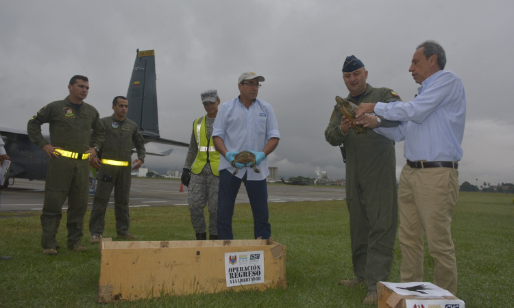 Fuerza Aérea y CVC llevaron un centenar de animales a su hogar en la costa Atlántica