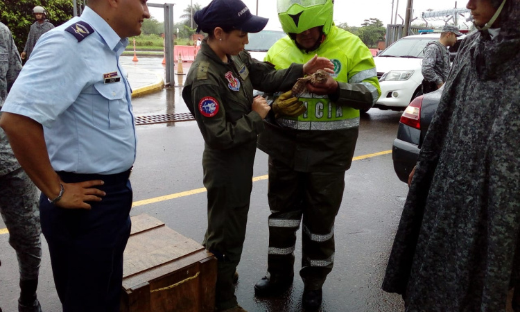 Fuerza Aérea entrega búho lastimado a Policía Ambiental en Yopal
