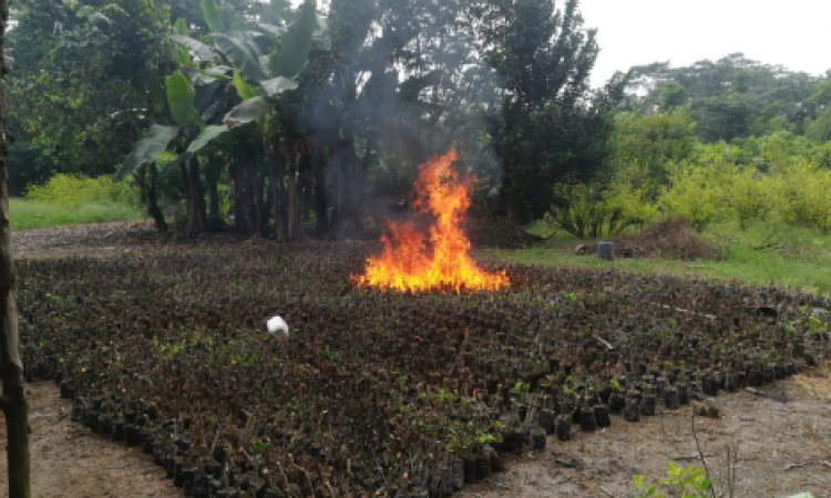 Fuerza Pública neutraliza semillero con 45.600 matas de coca del Gao-r-E-48 en el Putumayo 