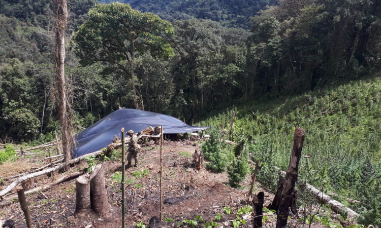Cuatro hectáreas de cultivos ilícitos, fueron erradicados por el Ejército con apoyo de la Fuerza Aérea Colombiana.