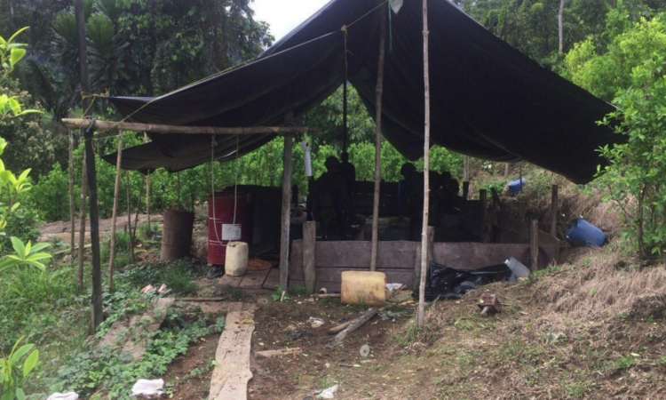 Destruidos nueve laboratorios para procesamiento de alcaloides en Chocó