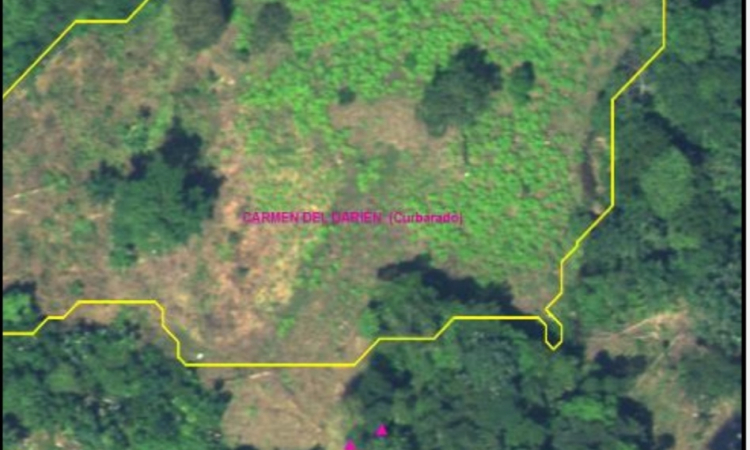 Erradicadas más de cinco hectáreas de cultivos ilícitos en Chocó