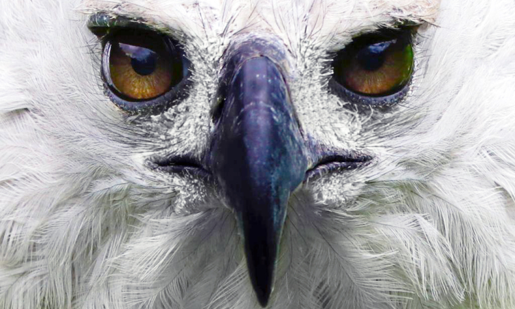 Águila Arpía de las selvas colombianas, una especie para proteger y admirar