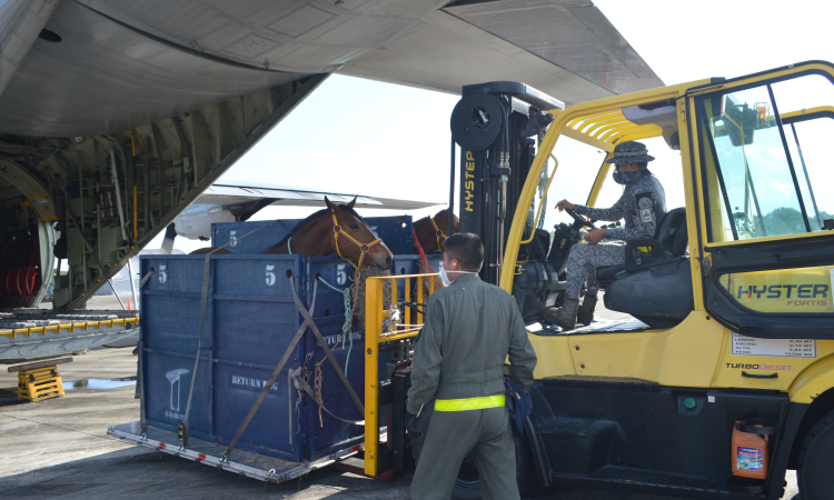 En apoyo a la Fuerza Pública, su Fuerza Aérea Colombiana realizó el transporte de semovientes equinos al Amazonas