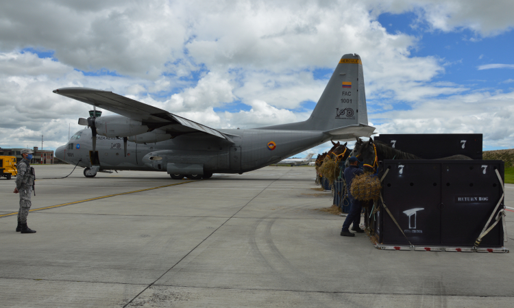 Su Fuerza Aérea transporta ejemplares equinos a Leticia 
