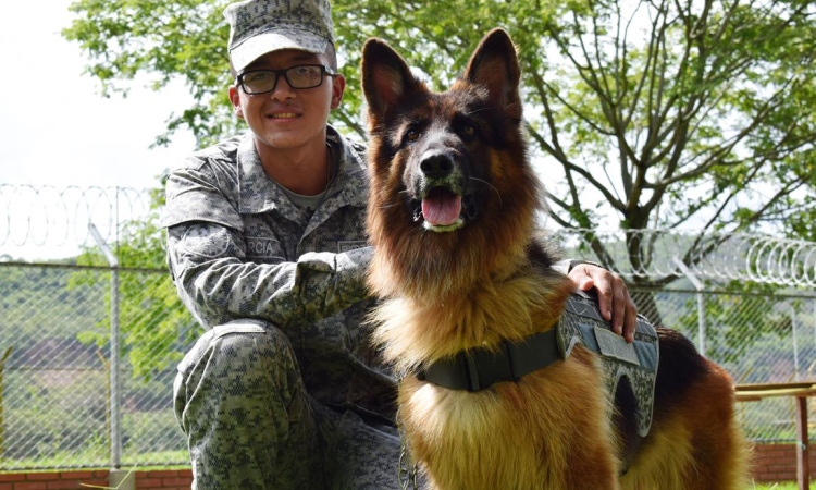 Obediente y noble, así es Shaira, canino de su Fuerza Aérea Colombiana