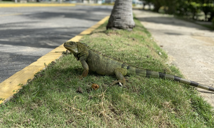 La iguana, una especie protegida por su Fuerza Aérea en el Caribe colombiano