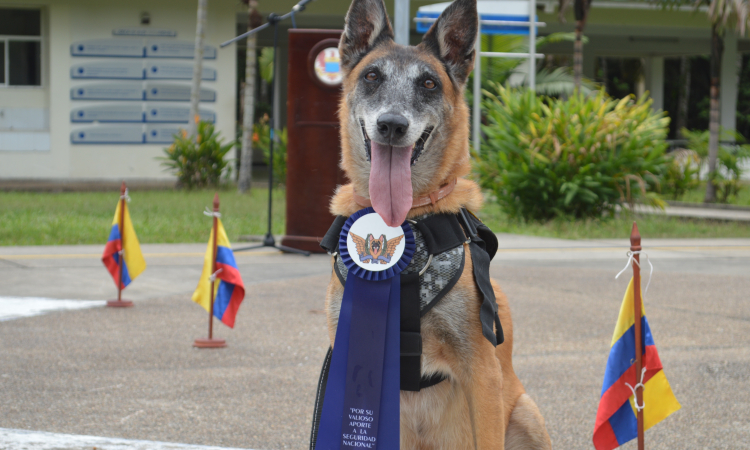 Tras once años de servicio a la Nación, canino antiexplosivo fue despedida con honores por su Fuerza Aérea