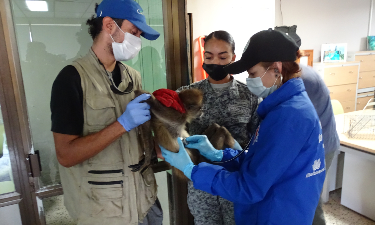Primate en peligro de extinción fue transportado por su Fuerza Aérea desde Providencia