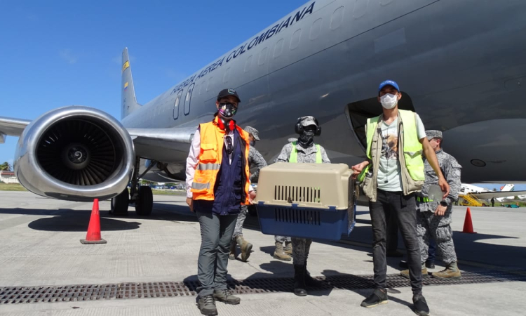 Mono araña fue transportado  en la aeronave C-40 hacia la ciudad de Bogotá