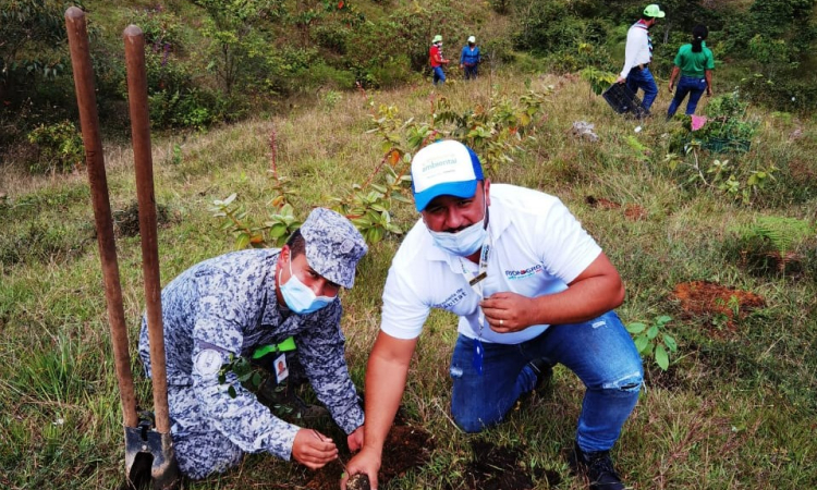En Rionegro, fueron sembrados 600 nuevos árboles  