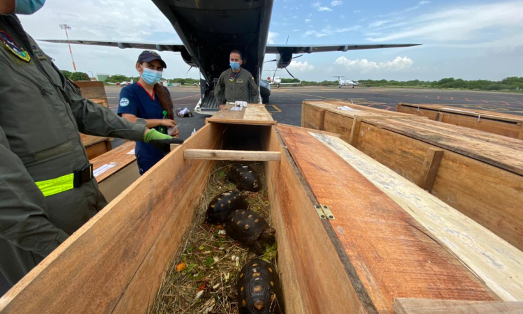 Más de 100 animales  en vía de extinción fueron transportados por su Fuerza Aérea Colombiana