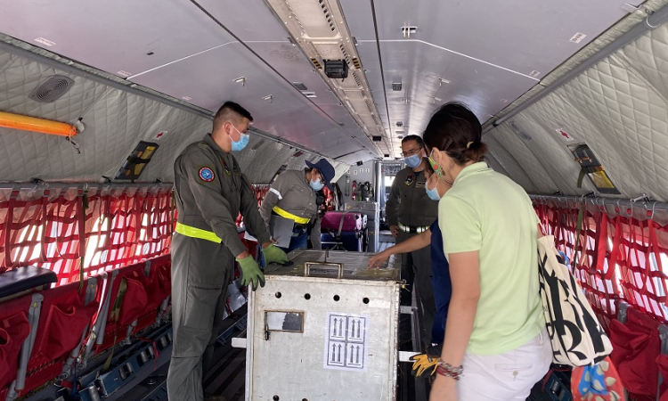 Papión de Manto, llegó a bordo de un C-295 a Barranquilla