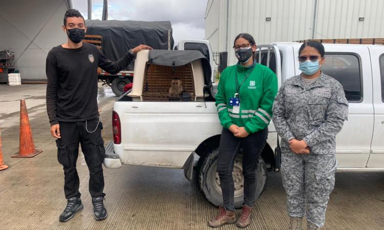 Mono Capuchino fue transportado en la aeronave C-40 hacia la ciudad de Bogotá