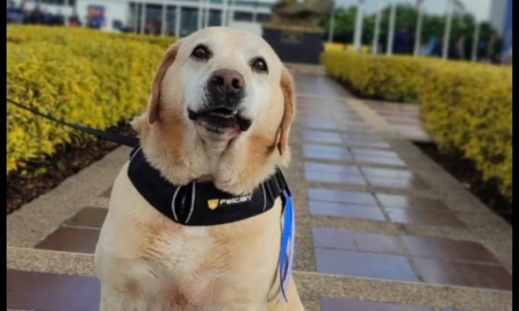 Oddie, un perro entrenado para proteger a los colombianos, se despide