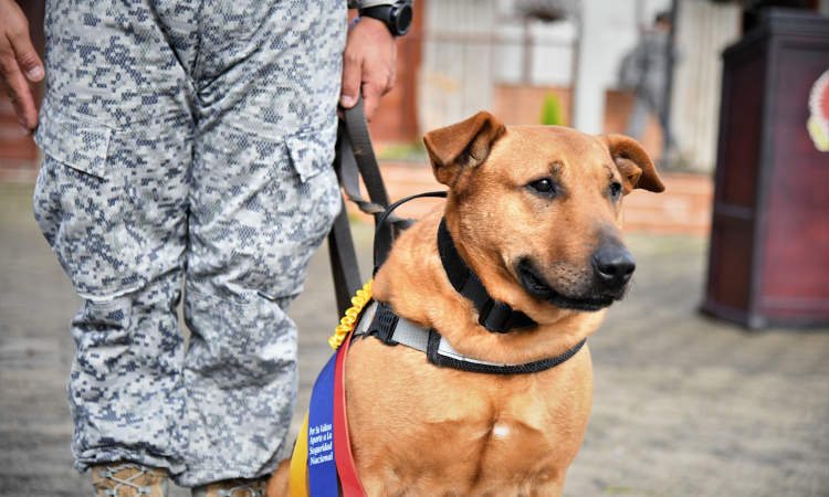 Con honores fue despedido “Mono”, un canino militar que sirvió nueve años a la patria 