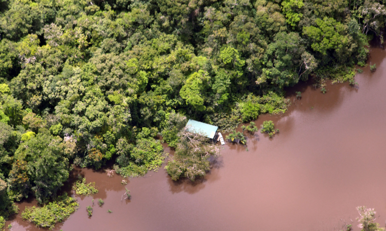 Fuerzas Militares y de Policía detienen daño ambiental en Amazonas
