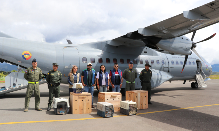 Animales silvestres víctimas de tráfico de fauna fueron transportados por su Fuerza Aérea 