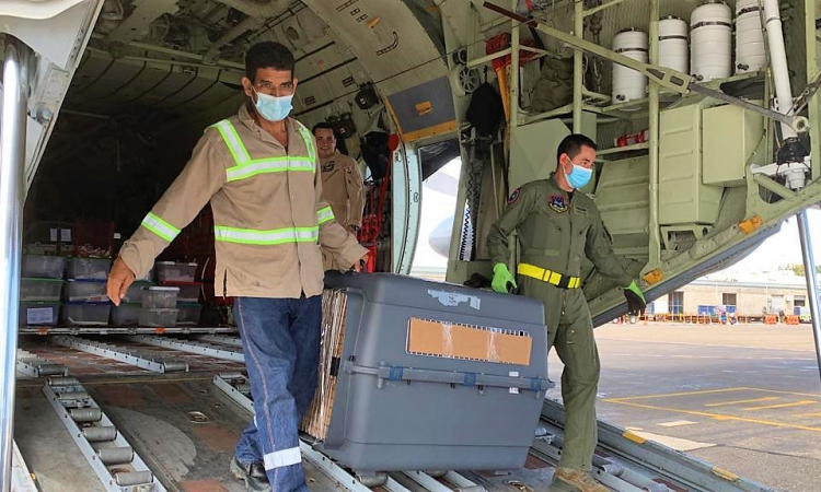Animales silvestres víctimas de tráfico de fauna fueron transportadas por su Fuerza Aérea