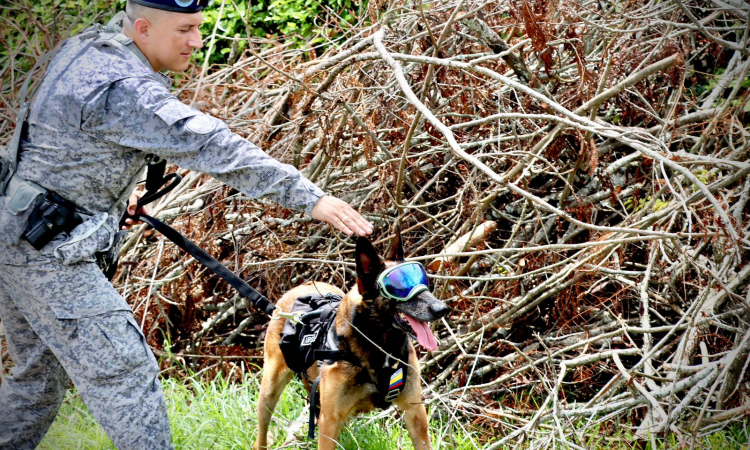 Caninos militares entrenados para salvar vidas