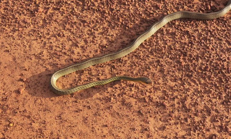 Reubicación Estratégica de Serpientes en Vichada ante la Sequía