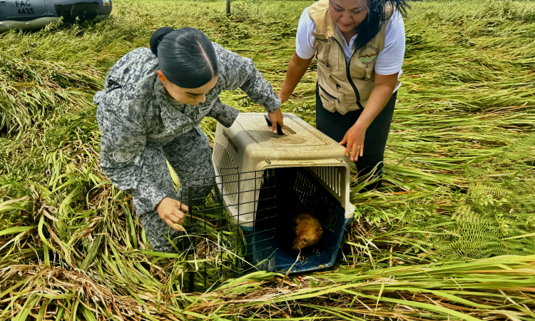 Animales silvestres regresan a su hábitat natural con el apoyo  de la Fuerza Aérea