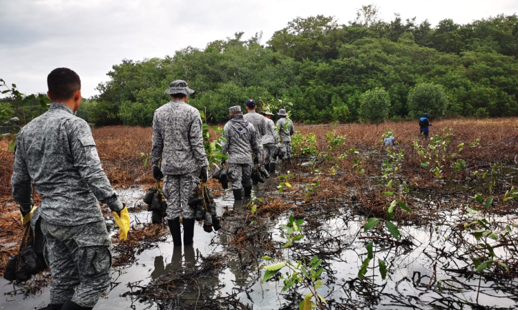 Sembrados 2.500 mangles que ayudarán a la recuperación del ecosistema en el Vía Parque Isla Salamanca