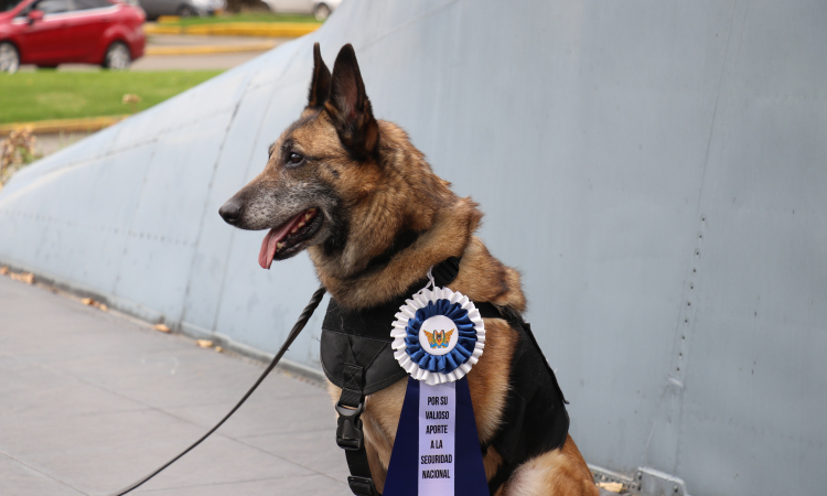 “Lara” canino antiexplosivos se despide con honores de la Fuerza Aérea Colombiana