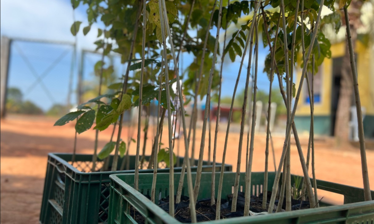 Plantación de 3000 Plántulas en Vichada: Una Iniciativa Ambiental