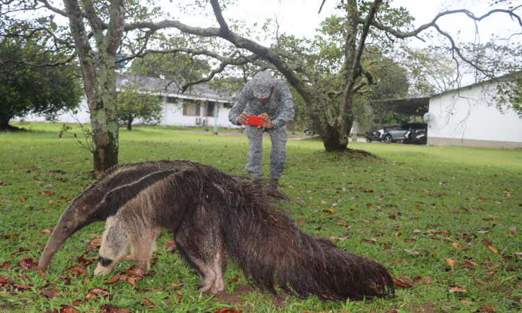 Preservando el Oso Palmero en la Base Aérea de Apiay: ejemplar fue hallado herido     