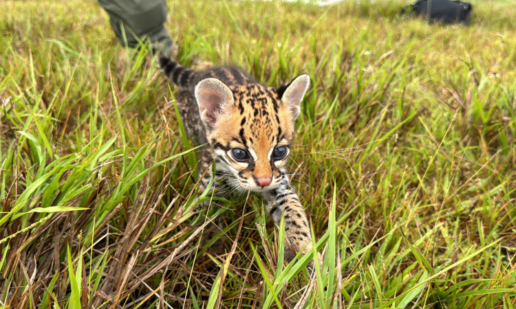 Exitosa misión de rescate y traslado de un Ocelote en el suroriente del país