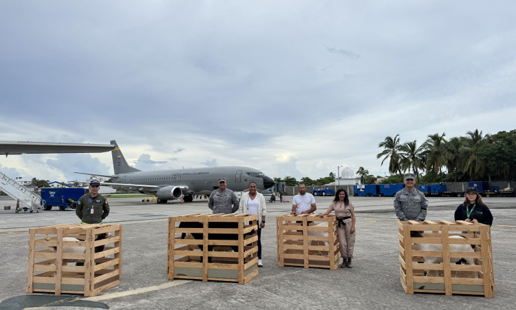 Cuatro cabras fueron trasladadas en aeronave de la FAC hasta San Andrés