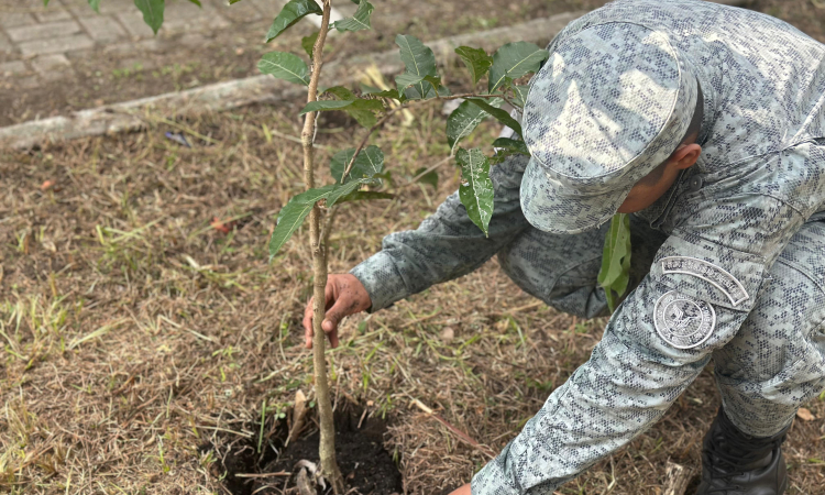 En una jornada satisfactoria de reforestación, distintos sectores del municipio de La Dorada, Caldas, se beneficiaron con la siembra de más de 30 árboles de especies como guayacanes, oití, guayabo rosado y amarillo. La actividad se desarrolló en barrios como La Concordia, Victoria Real, El Japón, Villa Carmenza y Obrero, entre otros, consolidándose como un importante proyecto ambiental, que ha contado con la participación activa de su Fuerza Aeroespacial Colombiana.  La iniciativa ha sido posible también, g