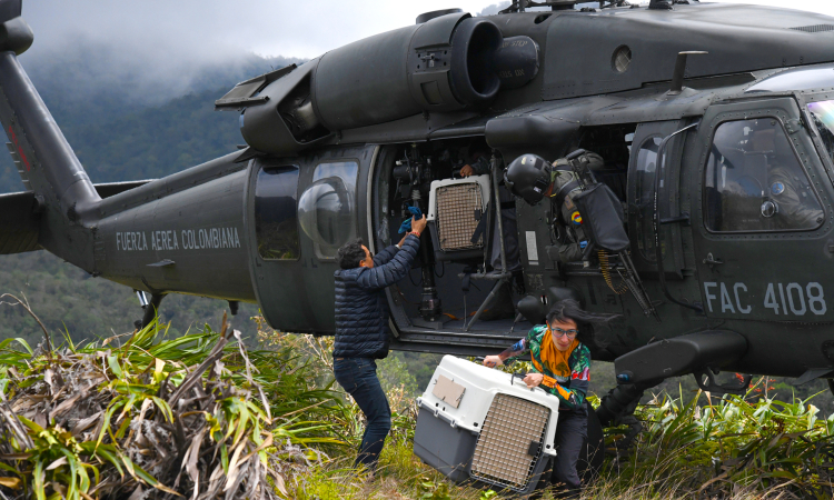 En un helicóptero UH-60 dos animales silvestres regresan a su hábitat natural