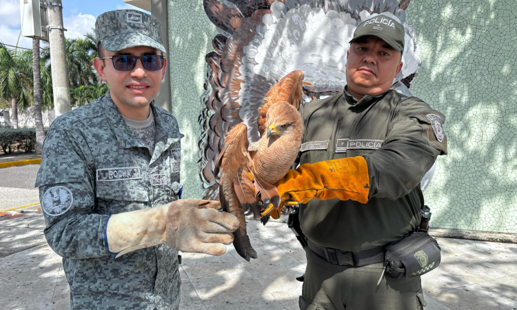 Gavilán Cangrejero encontrado en CACOM 3 es entregado a la Policía Ambiental