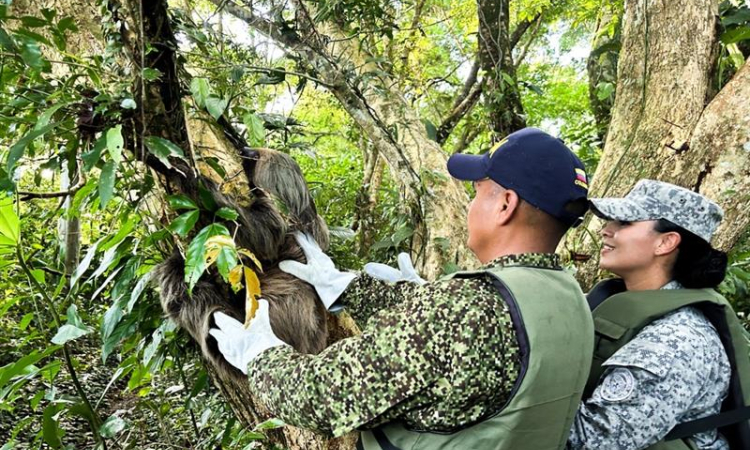Protectores de la fauna: Exitosa reubicación de oso perezoso en Caquetá
