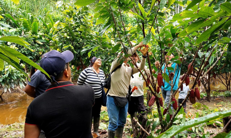 Producción de cacao: Una ruta hacia la economía legal en Caquetá