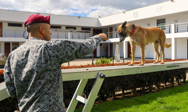 Leales y precisos binomios caninos culminan entrenamiento especializado en seguridad